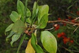 Image of Kokee Island-Loosestrife