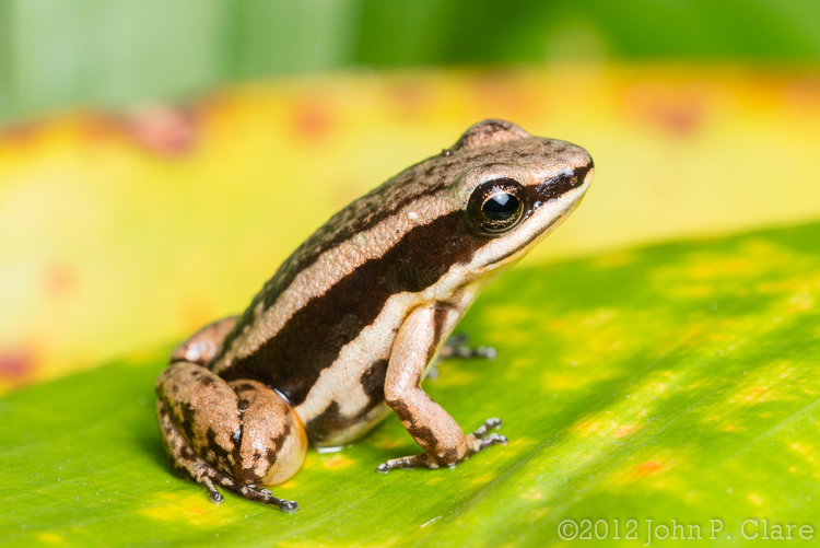 Plancia ëd Colostethus pratti (Boulenger 1899)