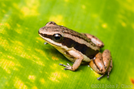 Plancia ëd Colostethus pratti (Boulenger 1899)