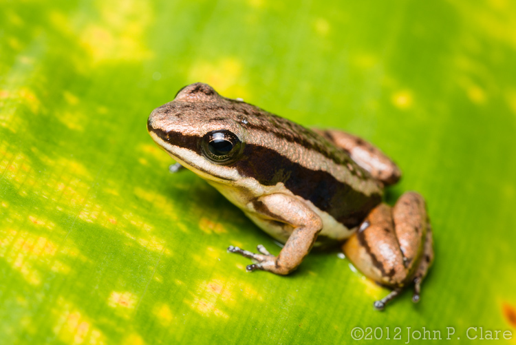 Image of Pratt's Rocket Frog