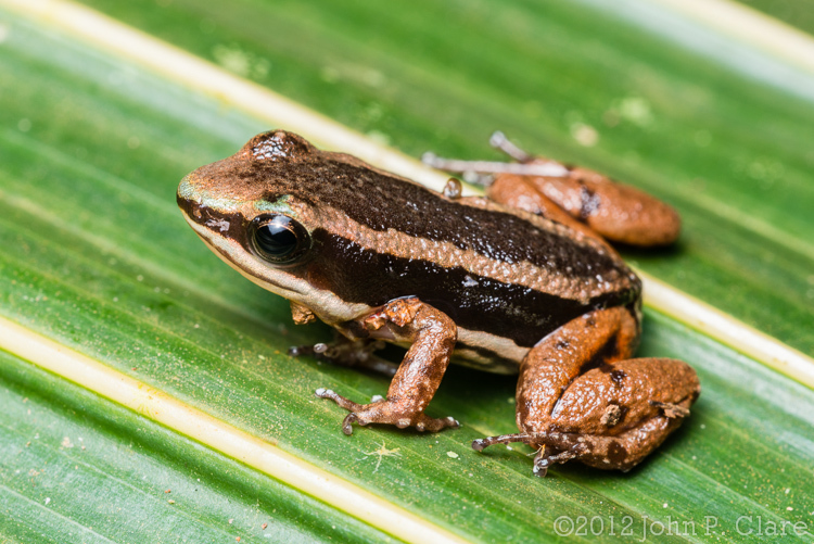 Plancia ëd Colostethus pratti (Boulenger 1899)