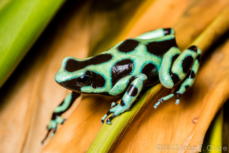 Plancia ëd Dendrobates auratus (Girard 1855)