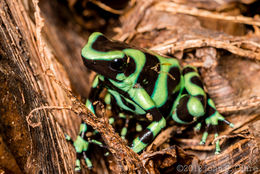 Image of Gold Arrow-poison Frog