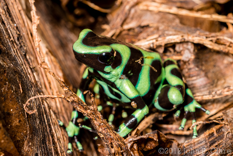 Plancia ëd Dendrobates auratus (Girard 1855)