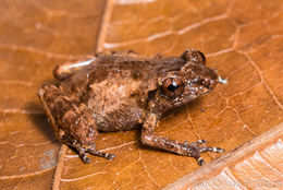 Image of Black Jungle-Frog