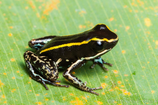 Plancia ëd Phyllobates lugubris (Schmidt 1857)