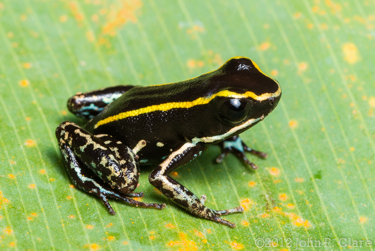 Image of Lovely Poison Frog
