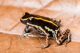 Image of Lovely Poison Frog