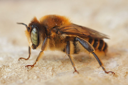 Image of Mediterranean Wood-boring Bee