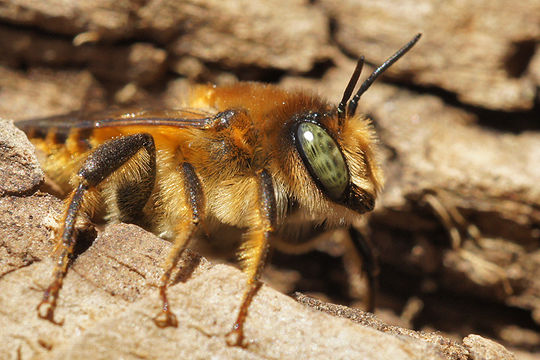 Image of Mediterranean Wood-boring Bee