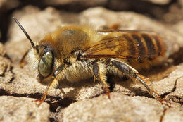 Image of Mediterranean Wood-boring Bee