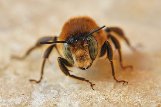 Image of Mediterranean Wood-boring Bee