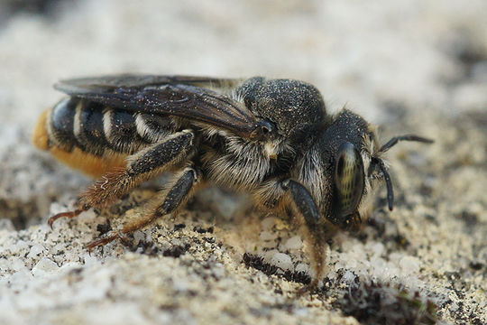 Image of Mediterranean Wood-boring Bee