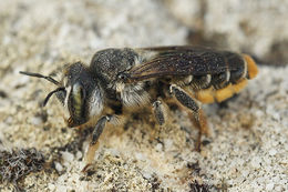 Image of Mediterranean Wood-boring Bee