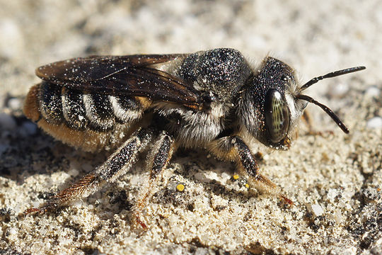 Image of Mediterranean Wood-boring Bee