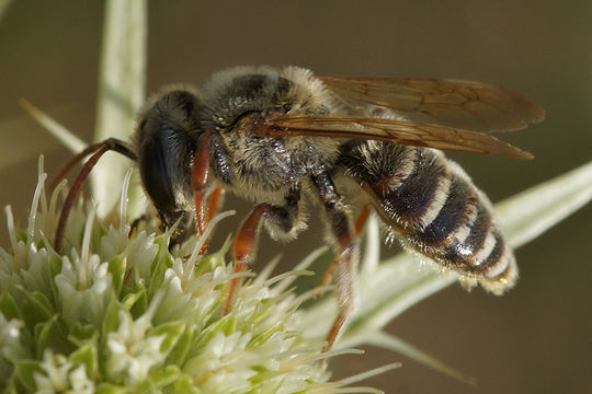 Andrena variabilis Smith 1853 resmi