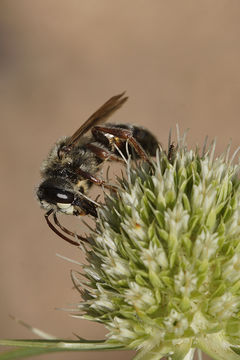 Image of Andrena variabilis Smith 1853