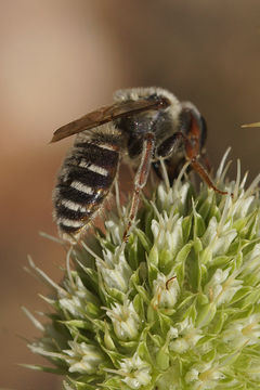 Image of Andrena variabilis Smith 1853