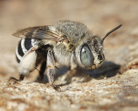 Image of Anthophora bimaculata (Panzer 1798)