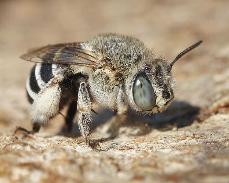 Image de Anthophora bimaculata (Panzer 1798)