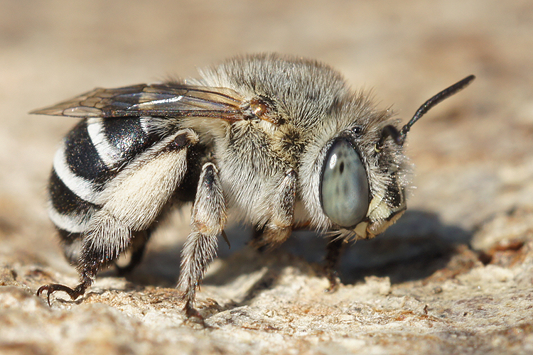 Image of Anthophora bimaculata (Panzer 1798)