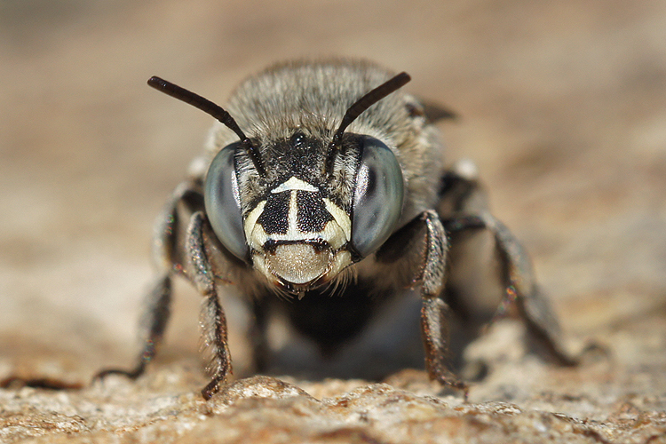 Слика од Anthophora bimaculata (Panzer 1798)