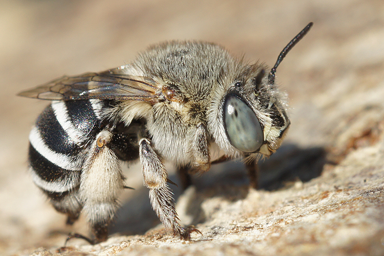 Image de Anthophora bimaculata (Panzer 1798)