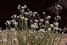 Слика од Pseudognaphalium leucocephalum (A. Gray) A. A. Anderberg