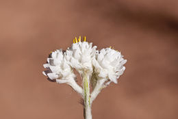 Слика од Pseudognaphalium leucocephalum (A. Gray) A. A. Anderberg