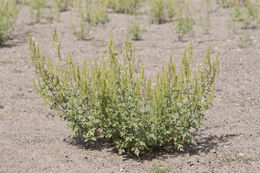 Image of flatspine bur ragweed