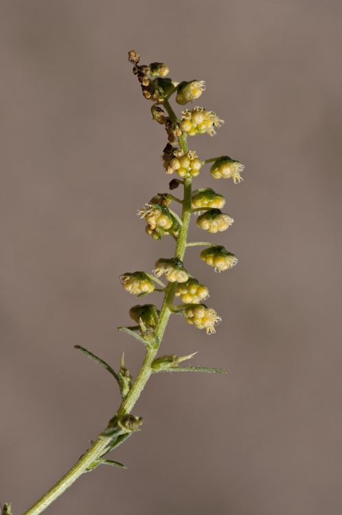 Image of flatspine bur ragweed