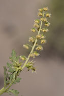 Image of flatspine bur ragweed