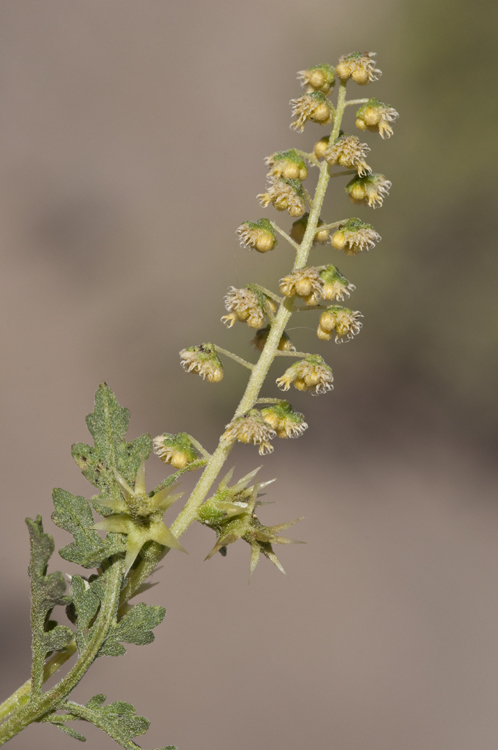 Image of flatspine bur ragweed