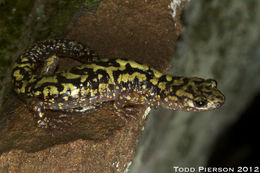 Image of Green Salamander