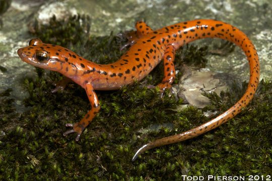 Image of Cave Salamander