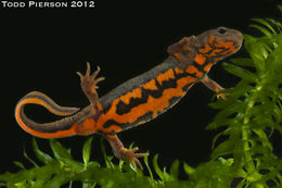 Image of Chuxiong Fire-Bellied Newt