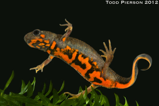 Image of Chuxiong Fire-Bellied Newt