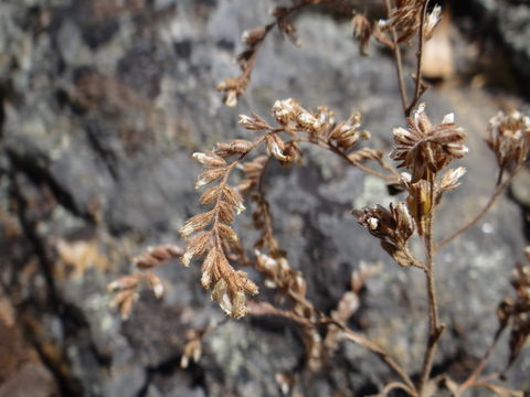 Phacelia stebbinsii Constance & Heckard的圖片