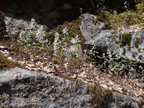 Phacelia stebbinsii Constance & Heckard的圖片