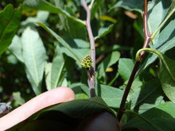 Myrica hartwegii S. Wats. resmi