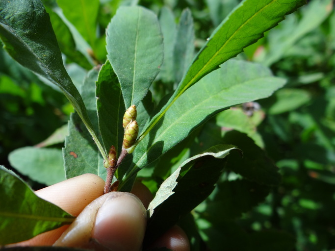 Myrica hartwegii S. Wats. resmi