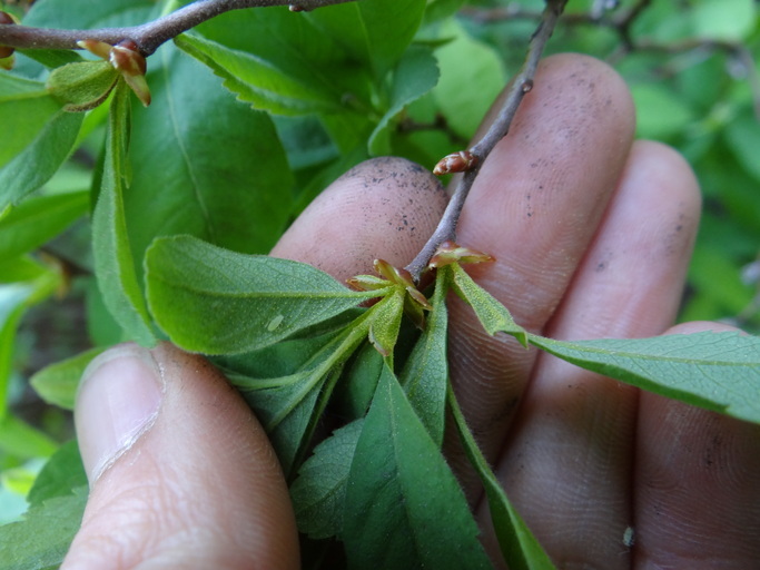 Myrica hartwegii S. Wats. resmi