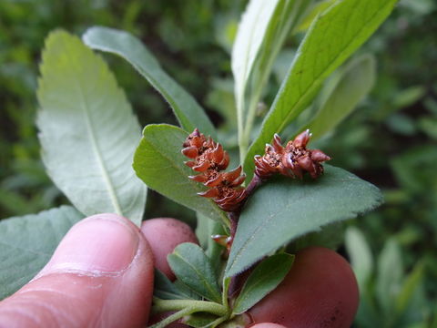 Image de Myrica hartwegii S. Wats.