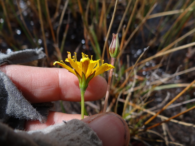 Image of Bolander's Mock Dandelion