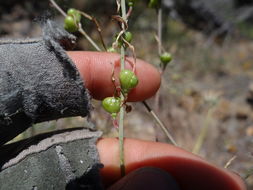 Image de Chlorogalum grandiflorum Hoover