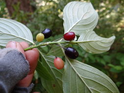 Image of blackfruit dogwood