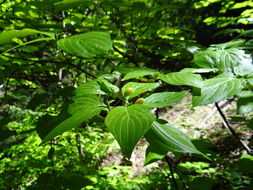 Image of blackfruit dogwood