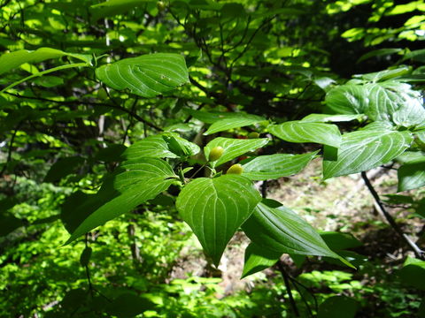 Слика од Cornus sessilis Torr.