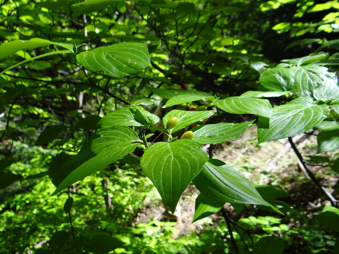 Image of blackfruit dogwood