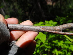 Image of blackfruit dogwood